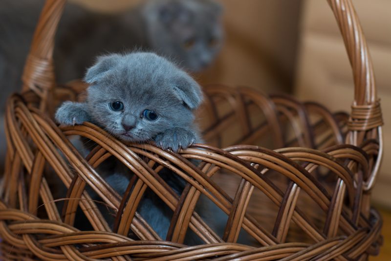 Maison & Grotte Peluche Chauffante Chat